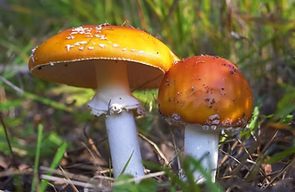 Wild Mushrooms